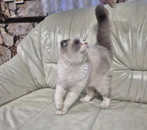 Skót lógófülű kék colorpoint kandúr eladó - kép 5