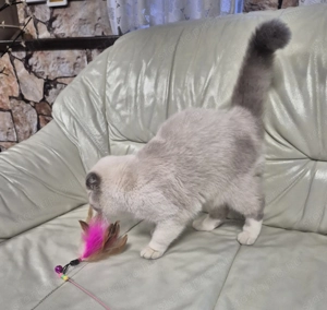 Skót lógófülű kék colorpoint kandúr eladó - kép 6