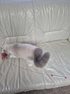 Skót lógófülű kék colorpoint kandúr eladó - kép 7