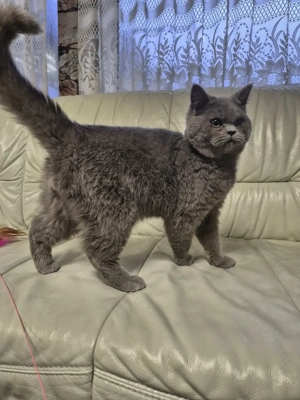 Brit rövidszőrű kék kandúr  eladó - kép 9