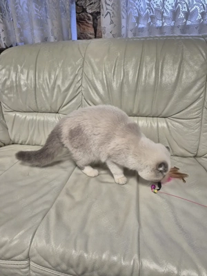 Skót lógófülű kék colorpoint kandúr eladó - kép 11