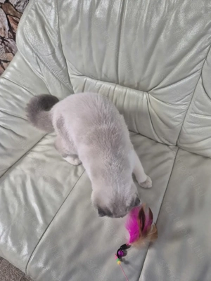 Skót lógófülű kék colorpoint kandúr eladó - kép 13