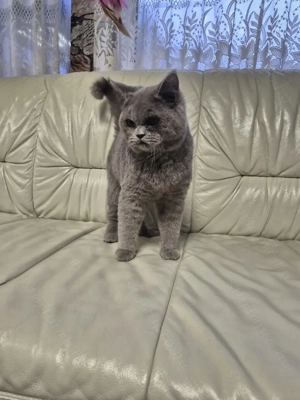 Brit rövidszőrű kék kandúr  eladó - kép 8