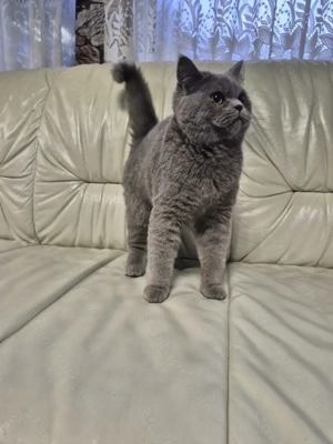 Brit rövidszőrű kék kandúr  eladó - kép 7