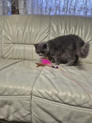 Brit rövidszőrű kék kandúr  eladó - kép 12