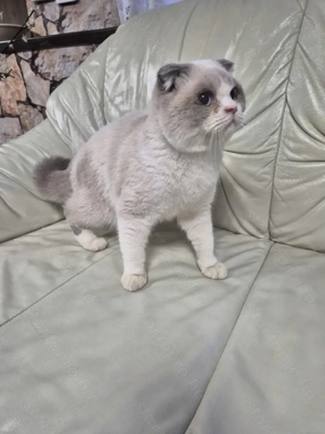 Skót lógófülű kék colorpoint kandúr eladó - kép 9