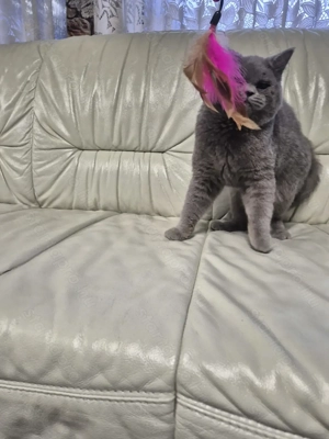 Brit rövidszőrű kék kandúr  eladó - kép 10