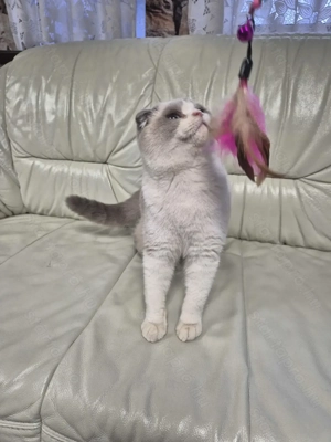 Skót lógófülű kék colorpoint kandúr eladó - kép 12