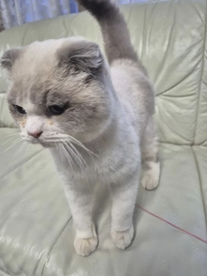 Skót lógófülű kék colorpoint kandúr eladó - kép 3