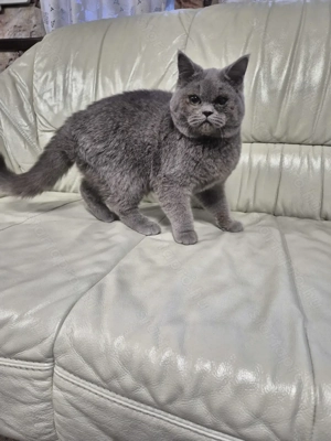 Brit rövidszőrű kék kandúr  eladó - kép 2