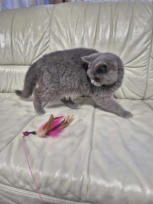 Brit rövidszőrű kék kandúr  eladó - kép 5