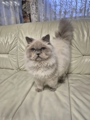 Brit hosszúszőrű kék colorpoint kandúr eladó - kép 4