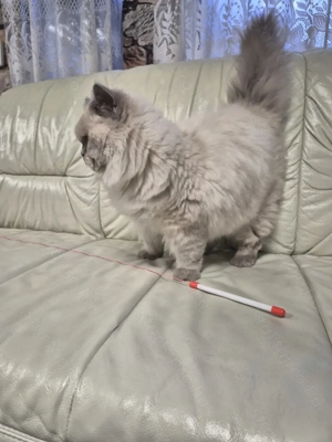 Brit hosszúszőrű kék colorpoint kandúr eladó - kép 9