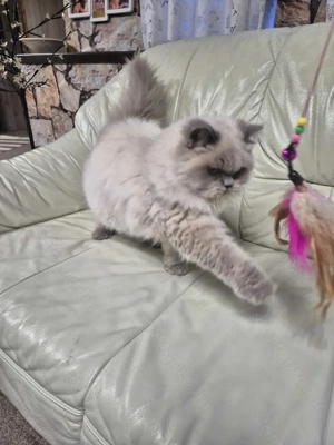 Brit hosszúszőrű kék colorpoint kandúr eladó - kép 3