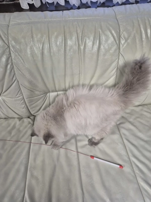 Brit hosszúszőrű kék colorpoint kandúr eladó - kép 8