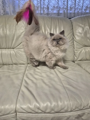 Brit hosszúszőrű kék colorpoint kandúr eladó - kép 6