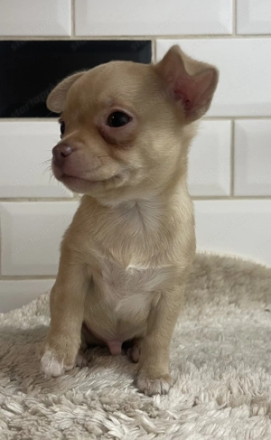 Eladó kan csivava kölyök - kép 4