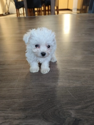 Máltai kisfiú extra mini cukiság - kép 2