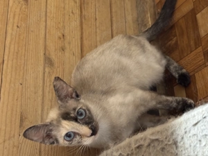 Sziámi cica pár eladó csere perzsa - kép 5