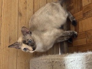 Sziámi cica pár eladó csere perzsa - kép 6