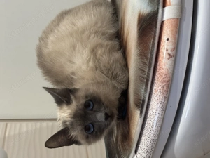 Sziámi cica pár eladó csere perzsa - kép 2