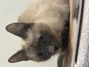 Sziámi cica pár eladó csere perzsa - kép 4