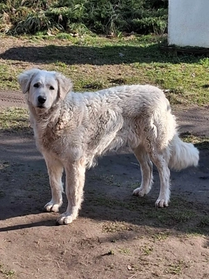 2 éves törzskönyvezett kuvasz szuka eladó - kép 3