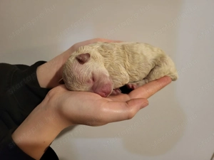 Fehér puli kölykök kiváló minőségben eladók - kép 8