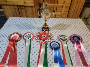 Fehér puli kölykök kiváló minőségben eladók - kép 9