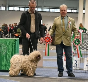 Fehér puli kölykök kiváló minőségben eladók - kép 2