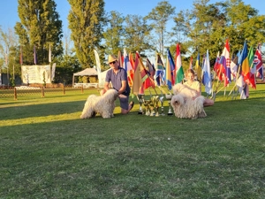 Fehér puli kölykök kiváló minőségben eladók - kép 4