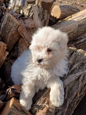Fehér puli kölykök kiváló minőségben eladók - kép 7