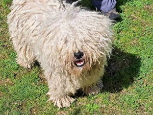 Fehér puli kölykök kiváló minőségben eladók - kép 5