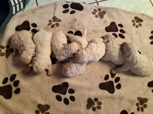 Fehér puli kölykök kiváló minőségben eladók - kép 6