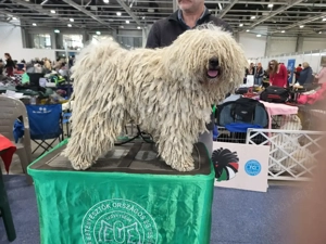 Fehér puli kölykök kiváló minőségben eladók - kép 3
