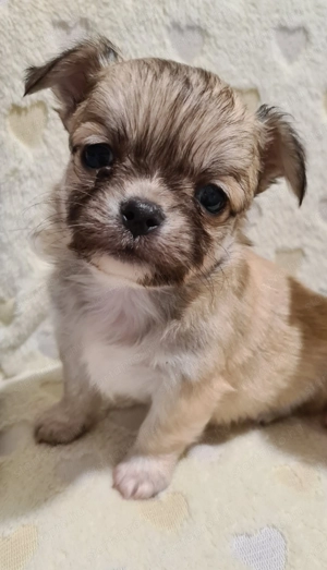 Törzskönyvezett csivava kölykök! Szultán-Sarki Haritage kennel. - kép 4