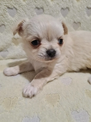 Törzskönyvezett csivava kölykök! Szultán-Sarki Haritage kennel. - kép 2