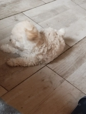 Bichon havanese kisl ny - kép 2