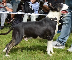 Angol bullterrier fedezőkan - kép 2
