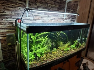 akvárium felszereléssel. - kép 2