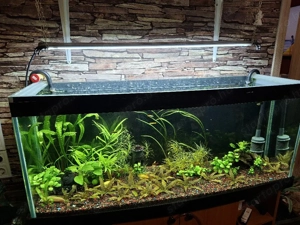 akvárium felszereléssel. - kép 4