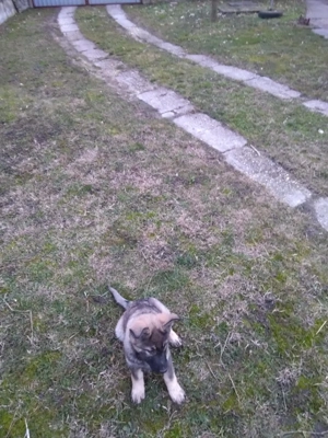 német juhász ( németjuhász) kölyök - kép 4