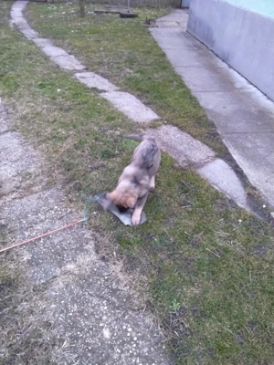 német juhász ( németjuhász) kölyök - kép 2