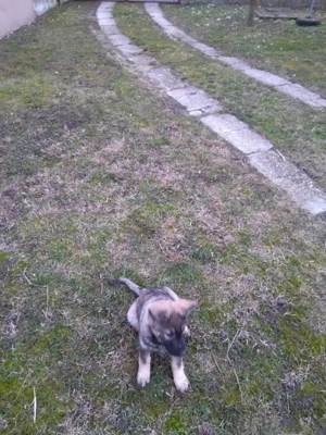 német juhász ( németjuhász) kölyök - kép 3