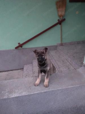 német juhász ( németjuhász) kölyök