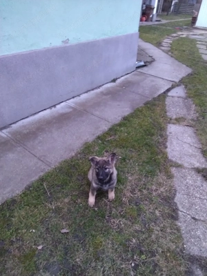 német juhász ( németjuhász) kölyök - kép 5