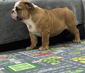 Angol Bulldog - kép 2