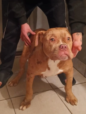 American Bully xl - kép 2