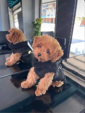   toy uszkár kiskutyák  