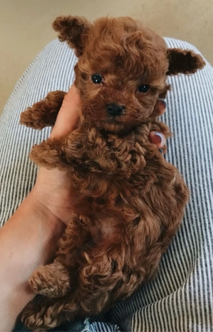   toy uszkár kiskutyák   - kép 3